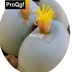 39usd Prodgf 100pcs a set conophytum calculus ssp. vanzylii sh433 seed