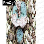 39usd Prodgf 100pcs a set conophytum minimum tilney seed