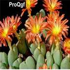 39usd Prodgf 100pcs a set Conophytum Adele seed