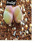 39usd Prodgf 100pcs a set Conophytum daum seed