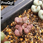 39usd Prodgf 100pcs a set Conophytum pellucidum v. neohallii SB628 seed