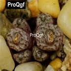 39usd Prodgf 100pcs a set Conophytum swanepoelianum CR1203 seed