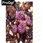 39usd Prodgf 100pcs a set conophytum rr714 seed