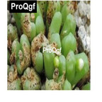 39usd Prodgf 100pcs a set Conophytum roodiae subsp. corrugatum seed