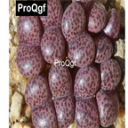 39usd Prodgf 100pcs a set Conophytum pellucidum subsp. pellucidum seed
