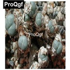 39usd Prodgf 100pcs a set conophytum minimum SB.636 seed