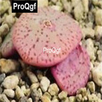 39usd Prodgf 100pcs a set Conophytum BH7928 seed
