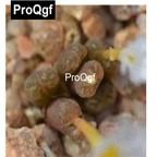 39usd Prodgf 100pcs a set conophytum cupreatum v. terrestre LAV 25793 seed