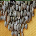19usd Prodgf 1000Pcs A Set For Eating and huomaren hemp seed