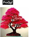 19usd Kfsee 2000Pcs A Set Japanese Red Maple Tree seed