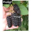19usd QGF 5000Pcs A Set Prodgf Black Raspberry Blackberry seed