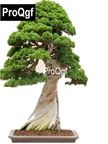 19usd QGF 5000Pcs A Set Prodgf Dwarf Eucalyptus Tree seed