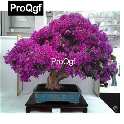19usd QGF 1000Pcs A Set Prodgf Dwarf Redbud Tree seed