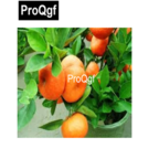 19usd QGF 1000Pcs A Set Prodgf Dwarf Tangerine seed