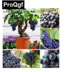 19usd QGF 2000Pcs A Set Prodgf 7dwarf Black Grapes seed