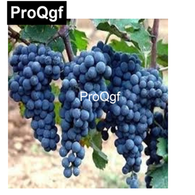 19usd QGF 2000Pcs A Set Prodgf 7dwarf Black Grapes seed