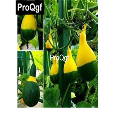 19usd QGF 500Pcs A Set Prodgf Yellow Green Cover Gourd seed