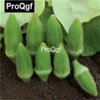 19usd QGF 3000Pcs A Set Prodgf Domestic Small Okra seed