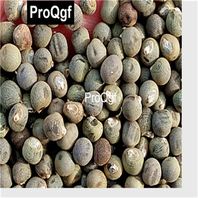 19usd QGF 3000Pcs A Set Prodgf Domestic Small Okra seed