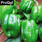 19usd QGF 6000Pcs A Set Prodgf Fountain Pepper Pistachio seed