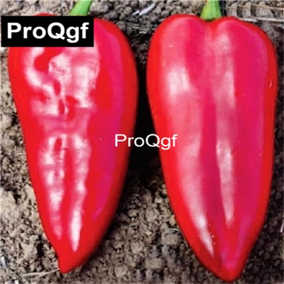 19usd QGF 6000Pcs A Set Prodgf Regional Oil Pepper seed
