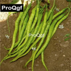 19usd QGF 6000Pcs A Set Prodgf Regional Sweet Clay Pointed Pepper seed