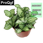 15usd Weibog 5Pcs A Set Prodgf baihupi Fittonia Plant