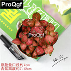 15usd Weibog 5Pcs A Set Prodgf feiyun Fittonia Plant