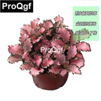 15usd Weibog 5Pcs A Set Prodgf fenanni Fittonia Plant