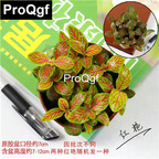 15usd Weibog 5Pcs A Set Prodgf hongyan Fittonia Plant