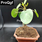 15usd Weibog 5Pcs A Set Prodgf Pilea peperomioides plant