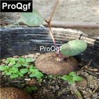 15usd Weibog 2Pcs A Set Prodgf Stephaniacepharantha Hayata plant