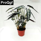 15usd Weibog 3Pcs A Set Prodgf Maranta arundinacea plant