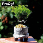15usd Weibog 3Pcs A Set Prodgf Syzygium buxifolium plant