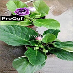 15usd Weibog 3Pcs A Set Prodgf Sinningia speciosa plant