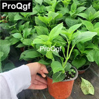 15usd Weibog 3Pcs A Set Prodgf hydrangea flower plant