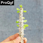 15usd Weibog 5Pcs A Set Prodgf Alluaudia procera Plant