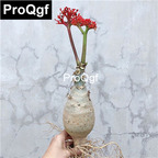 15usd Weibog 3Pcs A Set Prodgf Jatropha podagrica plant