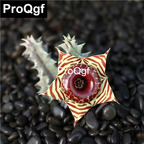 15usd Weibog 3Pcs A Set Prodgf Stapelia gigantea Plant