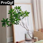 15usd Weibog 2Pcs A Set Prodgf Pieris japonica Plant