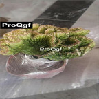 15usd Weibog 1Pcs A Set Prodgf Crassula Caiqilin Plant