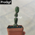 15usd Weibog 3Pcs A Set Prodgf Crassula Tuanshan xiaoshiren Plant