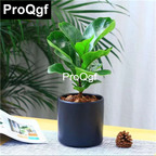 15usd Weibog 5Pcs A Set Prodgf Ficus pandurata Hance Plant
