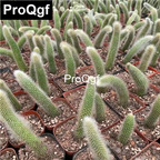 15usd Weibog 3Pcs A Set Prodgf Fox tail succulent Plant
