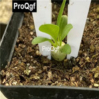 15usd Weibog 1Pcs A Set Prodgf Pachypodium brevicaule Baker Plant