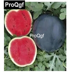 10usd Prodgf 500Pcs A Set Big Size Black Juicy Honey Watermelon Fruit Seed