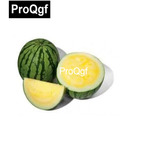 10usd Prodgf 500Pcs A Set Yellow Giant Watermelon Fruit Seed