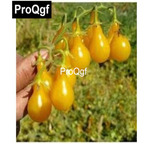 10usd Prodgf 3000Pcs A Set Rare Yellow Bulb Tomato Seed