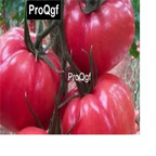 10usd Prodgf 3000Pcs A Set Village Ancestor Tomato Seed