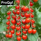 10usd Prodgf 3000Pcs A Set Italian Tomato Seed